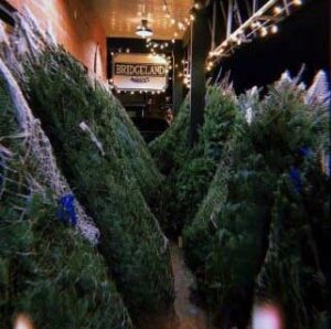 Christmas trees